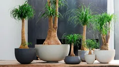 アパートでのノリーナの育て方：腐敗を防ぎ、丈夫な幹を育てる方法