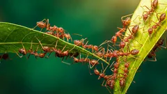 アパートのアリを素早く駆除する方法:化学薬品を使わない4つの方法