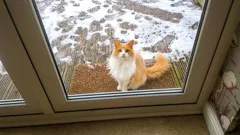 なぜ猫はあなたの玄関を選ぶのか、そして傷つけないようにどう対応すべきか