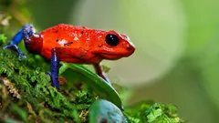 虹のように美しく、毒のように致命的:ジャングルの小さな殺し屋たち