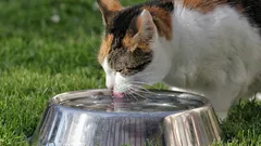 猫の水分補給：温水に関する誤解と実際のリスク要因