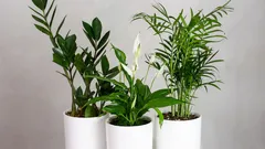 初心者向けの育てやすい鉢植え植物：ドラゴンツリー、サンセベリア、その他人気品種