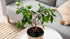 冬のフィカスの葉の落ち方：正常な落ち葉と問題の区別方法