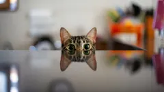 猫とその静かな戦略:猫があなたをじっと見つめている意味