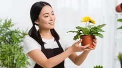 植物が枯れる理由：3つのよくある環境ミスとそれを避ける方法