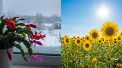 光周期現象を簡単に説明：植物が光と連続した夜をどのように認識するか