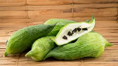 食用グリーンウォール：庭やテラス向けアチョッカの実用ガイド