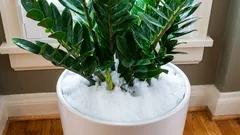 観葉植物のための「雪浴」：珍しいが有用な技術