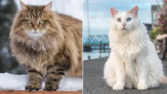 最大の猫の品種:簡単な概要、長所と短所