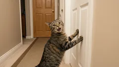 猫の鳴き声5種類：猫は何を伝えているのか？