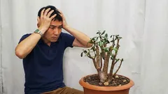 なぜ金のなる木は伸びたり落ちたりするのか：完璧な外観を取り戻す簡単な方法