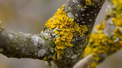 果樹のコケは病気ではありません：庭について教えてくれること