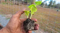 根域が決め手：移植後の苗の定着率を高めるためにすべきこと