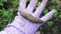 カタツムリが一晩で現れる理由と、化学薬品を使わずにそれに対処する方法